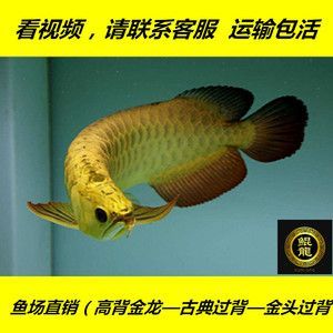 金龍魚B級(jí)和A級(jí)的區(qū)別：金龍魚b級(jí)和a級(jí)的區(qū)別 金龍魚B級(jí)和A級(jí)的區(qū)別：金龍魚b級(jí)和a級(jí)的區(qū)別 龍魚百科 第2張
