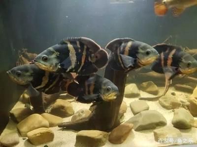 銀版魚最佳飼養環境：銀版魚的最佳飼養環境