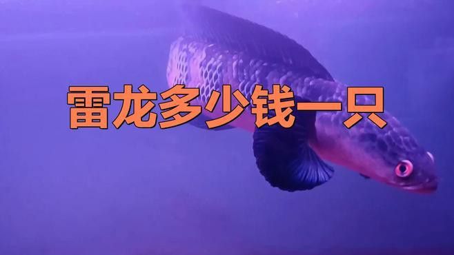 小型雷龍魚價格
