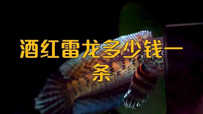 小型雷龍魚價格