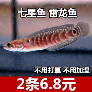 彩虹雷龍魚價格多少錢（彩虹雷龍魚的價格因品種、顏色鮮艷、體型大小以及是否有特殊標記等因素而異）