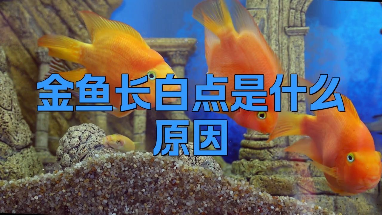 金魚得了白點病會傳染嗎？