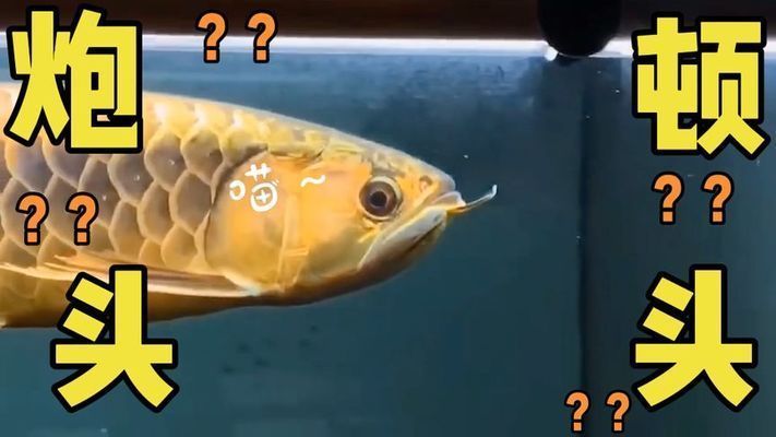 龍魚頓頭好,還是炮彈頭好：頓頭龍魚和炮彈頭龍魚的區(qū)別 龍魚頓頭好,還是炮彈頭好：頓頭龍魚和炮彈頭龍魚的區(qū)別 龍魚百科 第4張