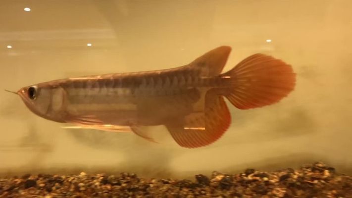 龍魚頓頭好,還是炮彈頭好：頓頭龍魚和炮彈頭龍魚的區(qū)別 龍魚頓頭好,還是炮彈頭好：頓頭龍魚和炮彈頭龍魚的區(qū)別 龍魚百科 第5張