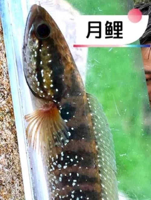 廣東雷龍魚是什么品種