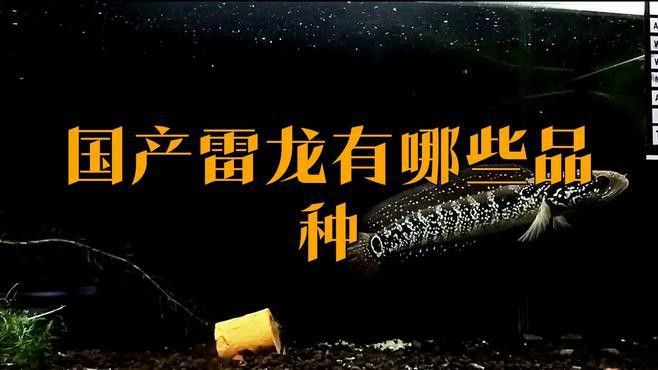 廣東雷龍魚是什么品種