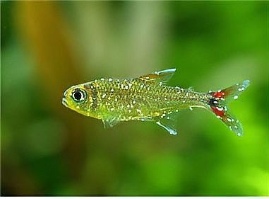 紅龍魚眼睛白點會傳染嗎？ 紅龍魚眼睛白點會傳染嗎？ 龍魚百科 第2張