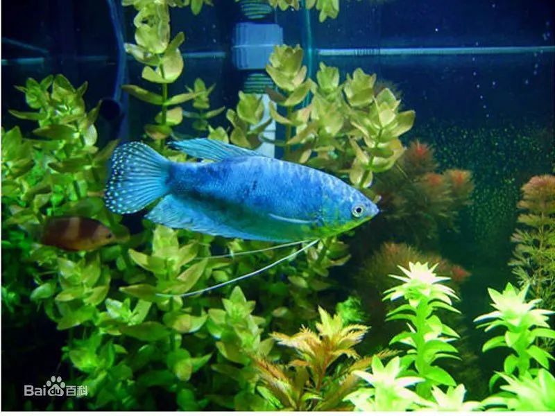 蘭曼龍魚顏色變白了 蘭曼龍魚顏色變白了 龍魚百科 第2張