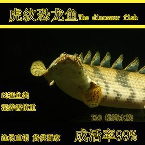 紅龍魚虎斑紋重：導致紅龍魚虎斑紋重的因素有哪些？ 紅龍魚虎斑紋重：導致紅龍魚虎斑紋重的因素有哪些？ 龍魚百科