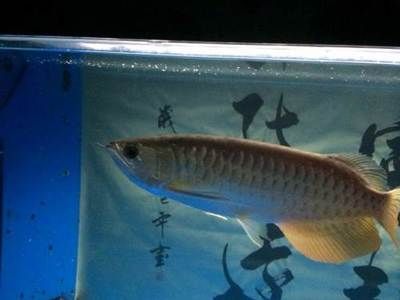 寶石龍魚金質(zhì)：寶石龍魚吧】百度貼吧百家號寶石龍魚吧】百度貼吧