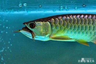龍魚喂活食好還是凍食好:龍魚活食與凍食營養對比 龍魚百科 第1張 龍魚喂活食好還是凍食好:龍魚活食與凍食營養對比 龍魚喂活食好還是凍食好:龍魚活食與凍食營養對比 龍魚百科 第1張