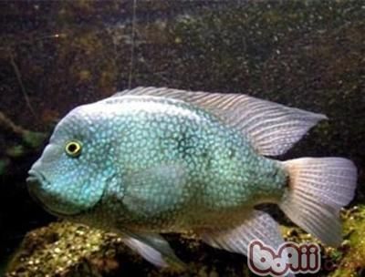 德州豹魚和龍魚可以混養(yǎng)嗎：德州豹魚和龍魚混養(yǎng)注意事項(xiàng)