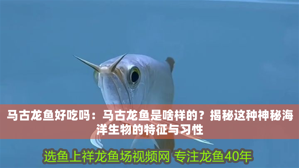 馬古龍魚好吃嗎：馬古龍魚是啥樣的？揭秘這種神秘海洋生物的特征與習(xí)性