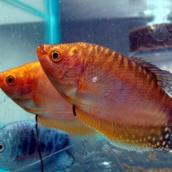 如何判斷曼龍魚的繁殖狀態？