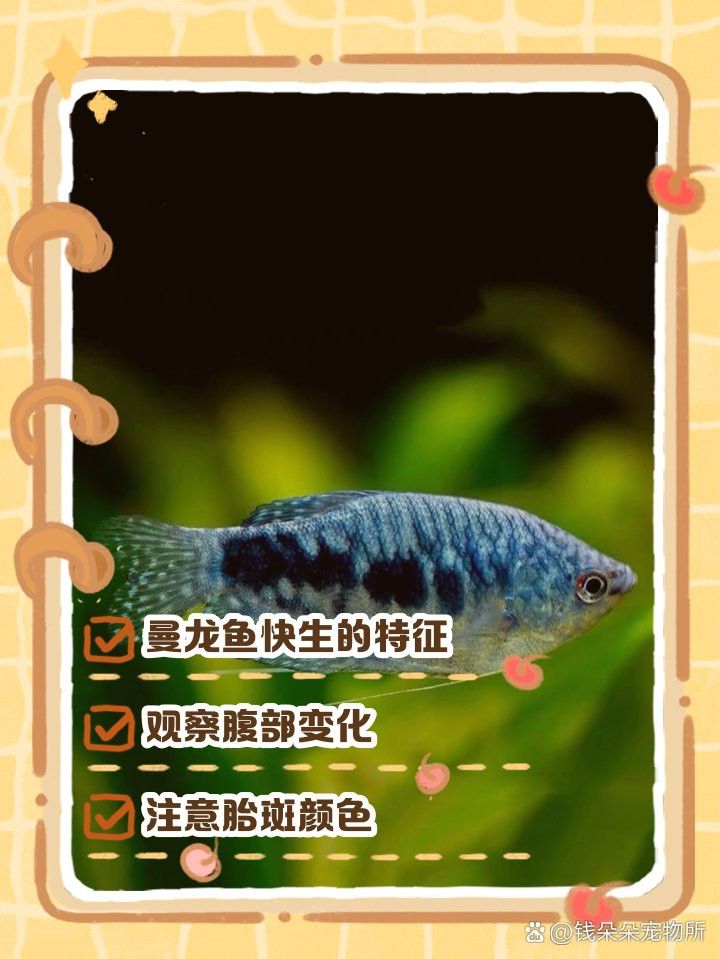 如何判斷曼龍魚的繁殖狀態？