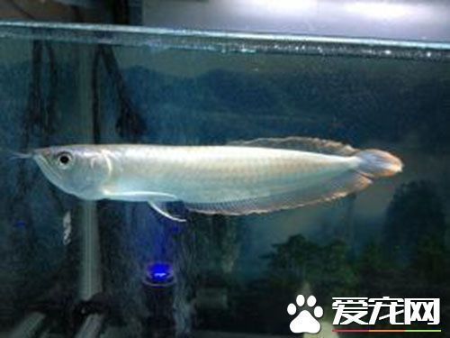 銀龍魚價格多少一條：銀龍魚價格大致在45-600元一條之間 銀龍魚價格多少一條：銀龍魚價格大致在45-600元一條之間 龍魚百科 第1張