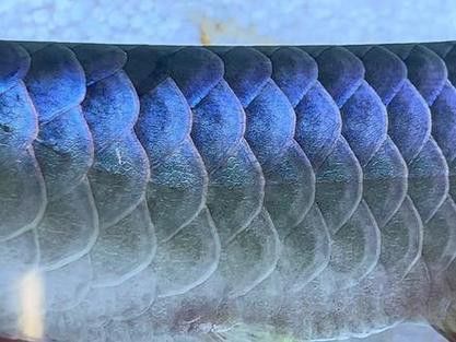 如何鑒定過背金龍魚的品相？