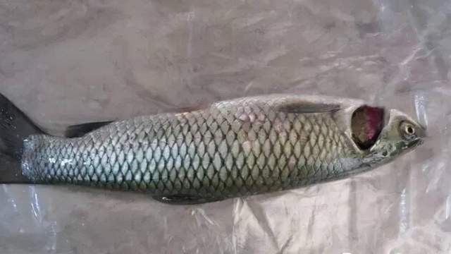 龍魚爛鰓病治療期間需要換水嗎？