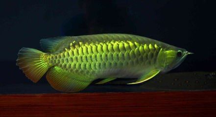 龍魚有病怎么治療圖片視頻大全：關于龍魚疾病治療的全面指南