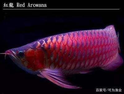 紅龍魚有多少品種（紅龍魚品種資料介紹紅龍魚有什么品種紅龍魚有什么品種）