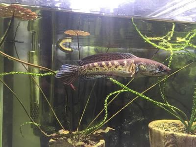 雷龍魚可不可以吃，雷龍魚可以食用但需要確保其來源可靠且新鮮且新鮮