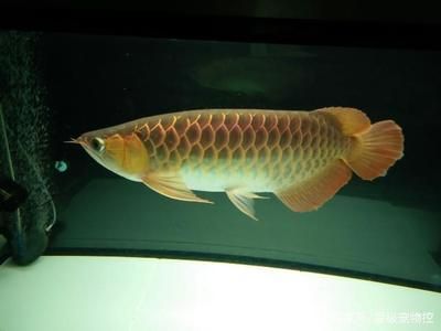 龍魚最適合的溫度范圍是多少？：龍魚最適合的溫度范圍 龍魚最適合的溫度范圍是多少？：龍魚最適合的溫度范圍 龍魚百科 第3張