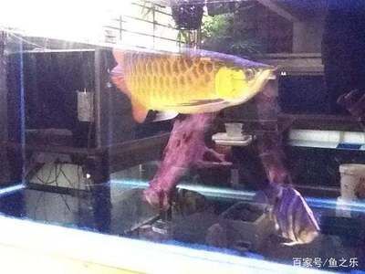 剛進缸的龍魚要適應幾天：剛進缸的龍魚適應幾天