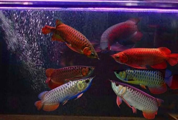 混養龍魚養幾條比較好看