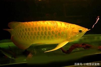 像金龍魚的魚是什么魚多少錢（金龍魚的價格一般是多少？） 像金龍魚的魚是什么魚多少錢（金龍魚的價格一般是多少？） 龍魚百科 第1張