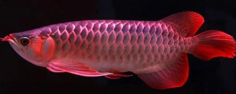 龍魚為什么要剪尾：龍魚剪尾對游動速度的影響