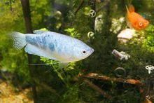 野生曼龍魚圖片