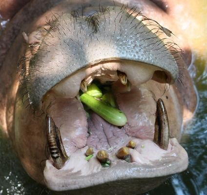 龍魚蒙眼爛眼：龍魚蒙眼和爛眼是兩種不同的疾病，龍魚眼部疾病急救方法 龍魚蒙眼爛眼：龍魚蒙眼和爛眼是兩種不同的疾病，龍魚眼部疾病急救方法 龍魚百科 第5張