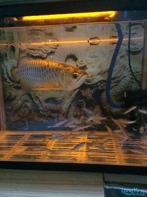 如何選擇適合養金頭過背龍魚的魚缸？ 如何選擇適合養金頭過背龍魚的魚缸？ 龍魚百科 第3張