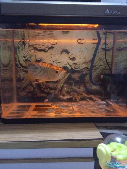 如何選擇適合養金頭過背龍魚的魚缸？ 如何選擇適合養金頭過背龍魚的魚缸？ 龍魚百科 第2張