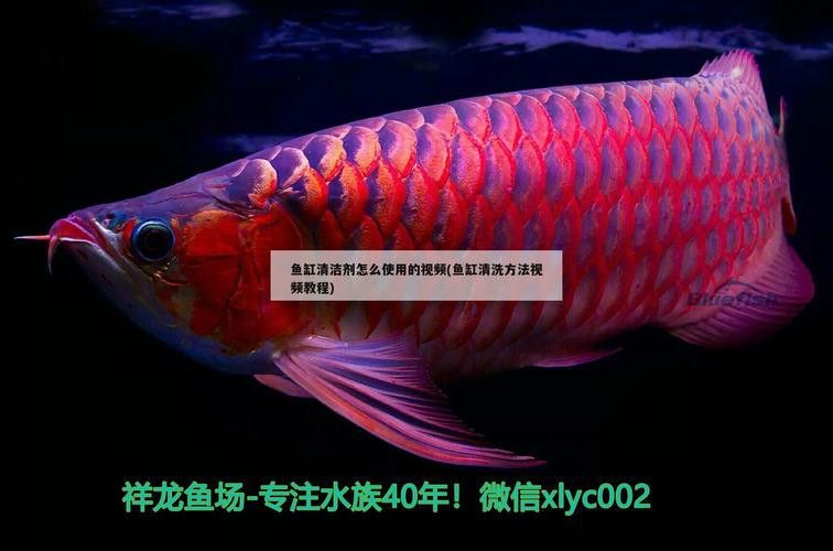 如何選擇適合養金頭過背龍魚的魚缸？ 如何選擇適合養金頭過背龍魚的魚缸？ 龍魚百科 第1張
