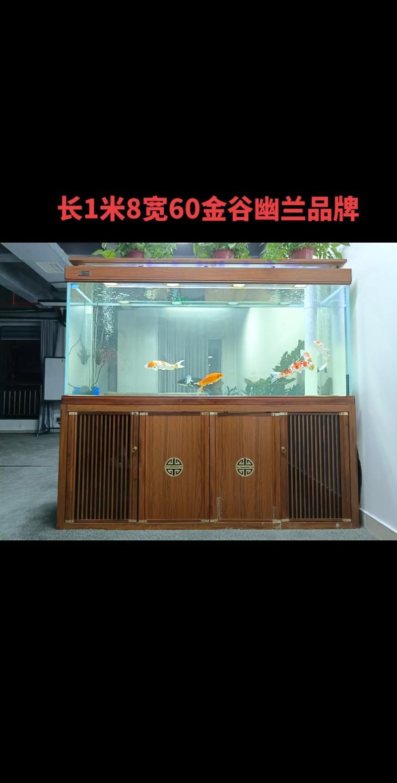 如何選擇適合養金頭過背龍魚的魚缸？ 如何選擇適合養金頭過背龍魚的魚缸？ 龍魚百科 第4張