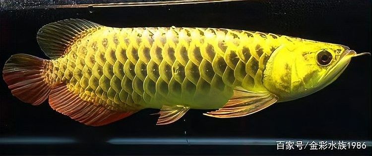 龍魚驅(qū)蟲后需要多久觀察一次糞便？