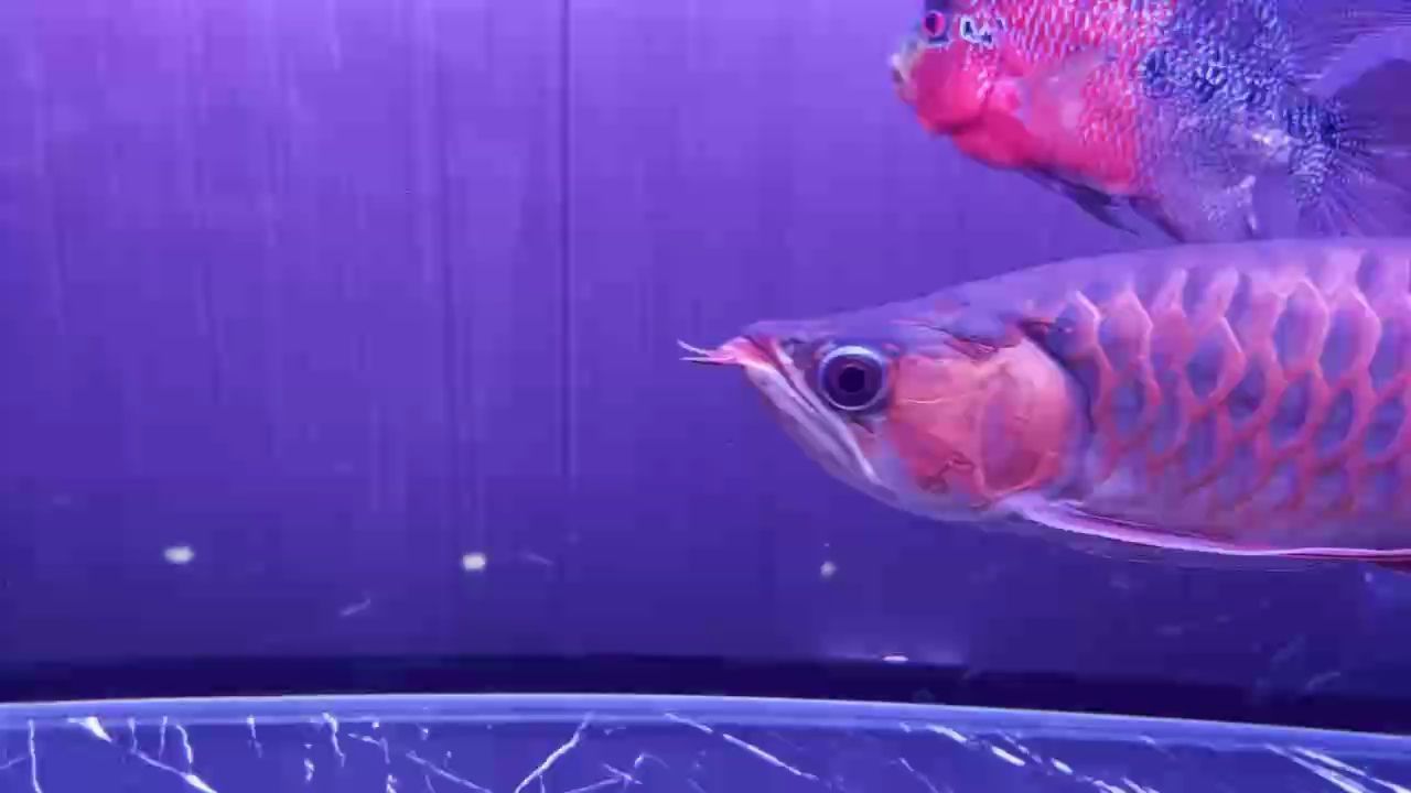 龍魚(yú)的水質(zhì)多少合適 龍魚(yú)的水質(zhì)多少合適 龍魚(yú)百科