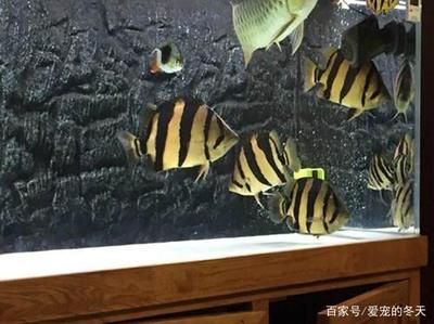 養龍魚有什么好處？：養殖龍魚有什么好處？