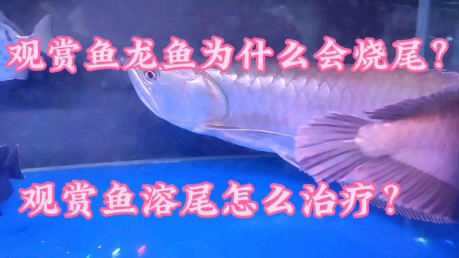 銀龍魚潰爛最佳治療方法是什么？
