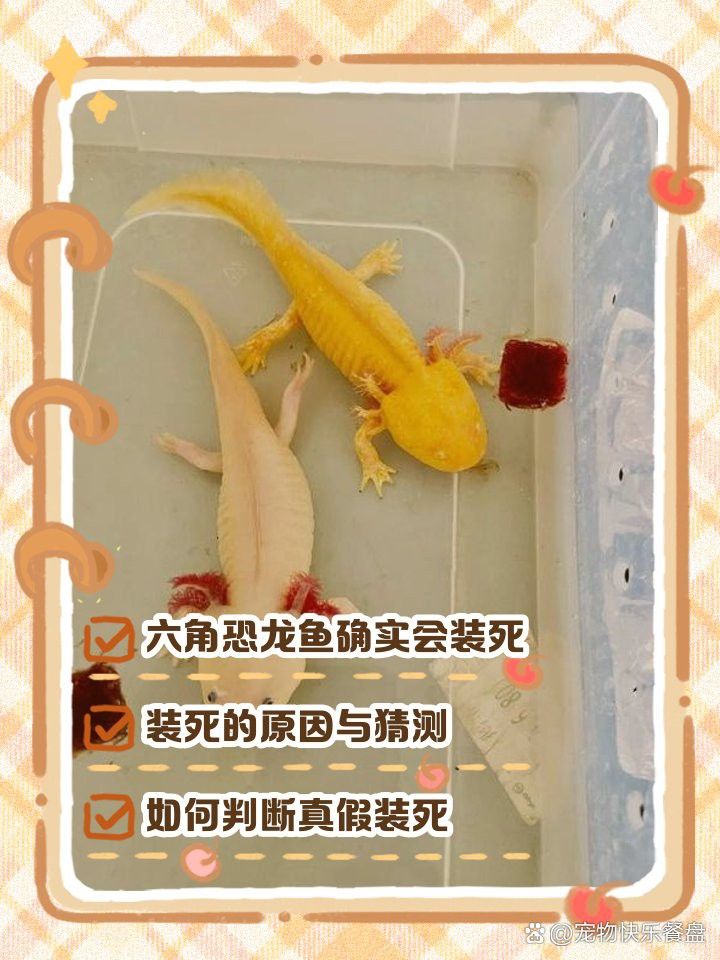 如何急救假死的六角恐龍？ 如何急救假死的六角恐龍？ 龍魚百科 第3張