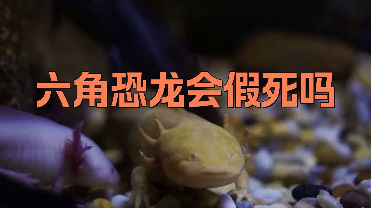 如何急救假死的六角恐龍？ 如何急救假死的六角恐龍？ 龍魚百科 第1張