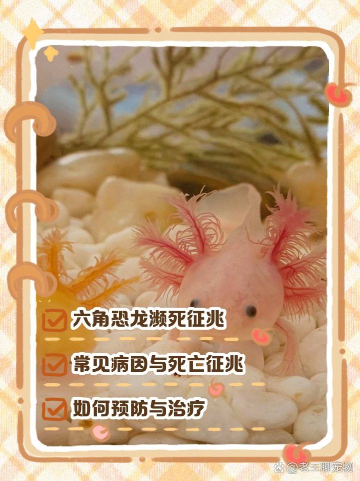 如何急救假死的六角恐龍？ 如何急救假死的六角恐龍？ 龍魚百科 第6張