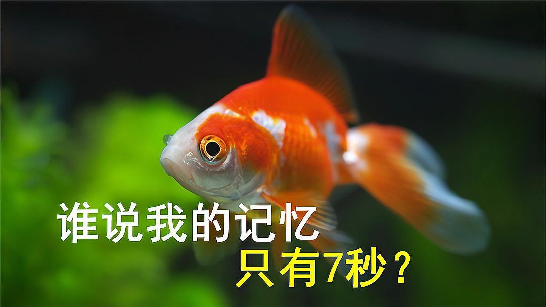 金龍魚的記憶只有7秒嗎