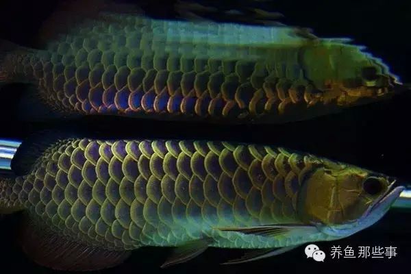 各種顏色的金龍魚,金龍魚發色最佳季節,金龍魚飼養水質要求,金龍魚不同底色欣賞 龍魚百科 第3張 各種顏色的金龍魚,金龍魚發色最佳季節,金龍魚飼養水質要求,金龍魚不同底色欣賞 各種顏色的金龍魚,金龍魚發色最佳季節,金龍魚飼養水質要求,金龍魚不同底色欣賞 龍魚百科 第3張