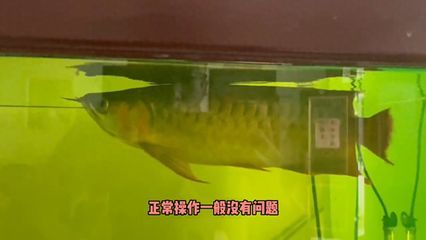 金龍福龍魚日常養護要點：金龍福龍魚的日常養護