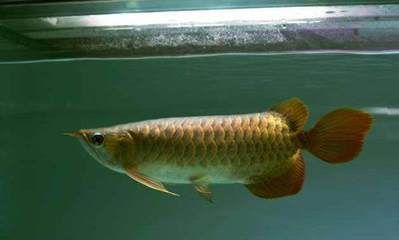 養龍魚燈開多長時間：養龍魚燈開多長時間并無統一的答案