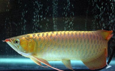 龍魚三個月不吃東西是什么病毒：龍魚三個月不吃東西是怎么回事 龍魚三個月不吃東西是什么病毒：龍魚三個月不吃東西是怎么回事 龍魚百科 第2張