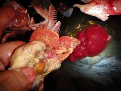 龍魚三個月不吃東西是什么病毒：龍魚三個月不吃東西是怎么回事 龍魚三個月不吃東西是什么病毒：龍魚三個月不吃東西是怎么回事 龍魚百科 第5張