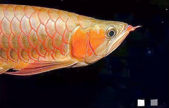 家養的龍魚能繁殖嗎 家養的龍魚能繁殖嗎 龍魚百科 第7張